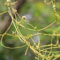 Cassytha filiformis L.